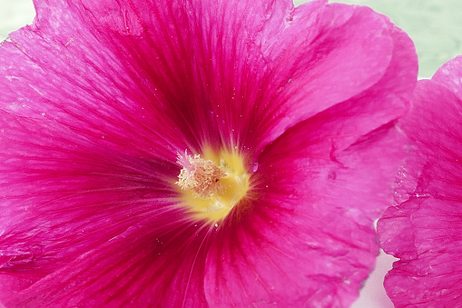 Malva (Alcea rosea hollyhock) pink flower on white background
