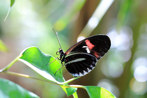 Heliconius butterfly in lateral view