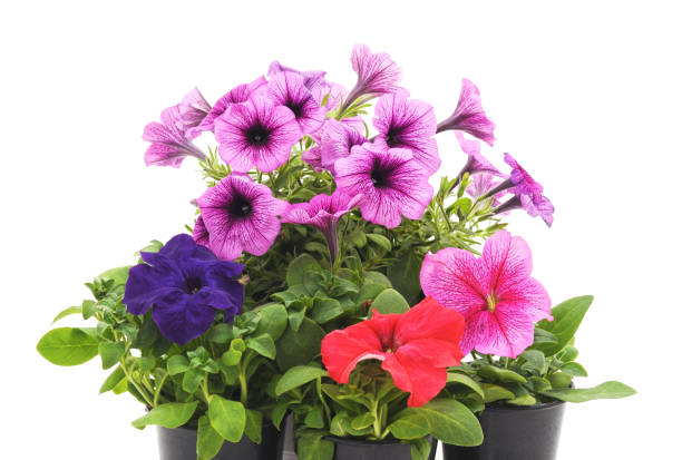 istock Colorful petunia in the pot. 992033688