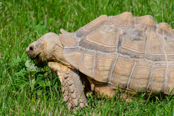 istock A Giant Tortoise grazing on grass 992042726
