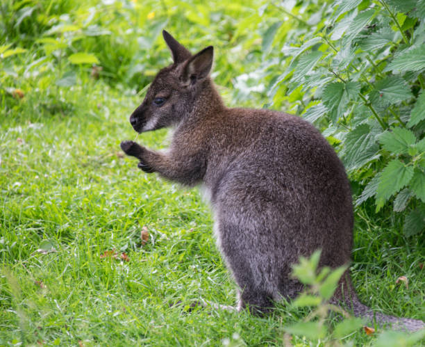 A red necked wallaby Eating a blade of grass A red necked wallaby Eating a blade of grass wallaby stock pictures, royalty-free photos & images