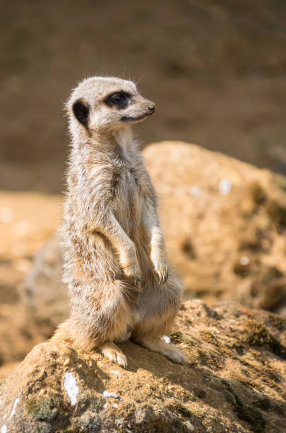istock A lone Meerkat stands on a rock 992042784