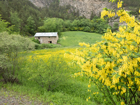 old stone barn on french countryside of haute provence and colorful yellow flowers in meadow