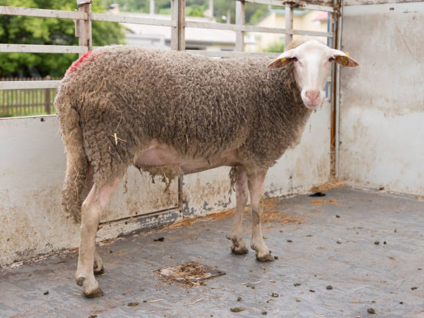 istock sheep stands alone in cattle truck 992042988
