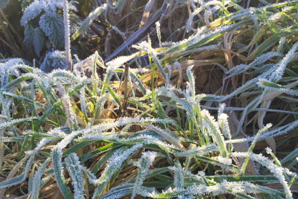 istock closeup of frozen plant 992045548