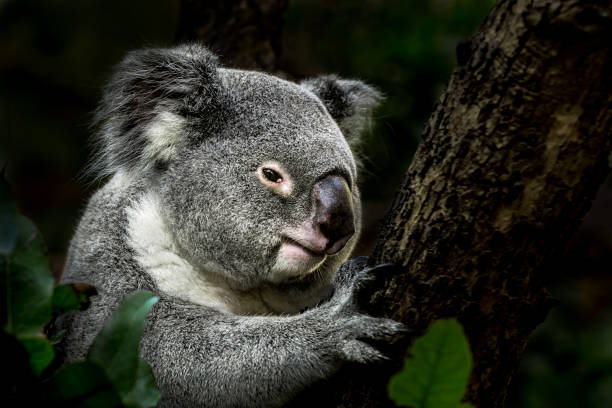 Koala on eucalyptus tree Portrait of koala on eucalyptus tree plush bear stock pictures, royalty-free photos & images