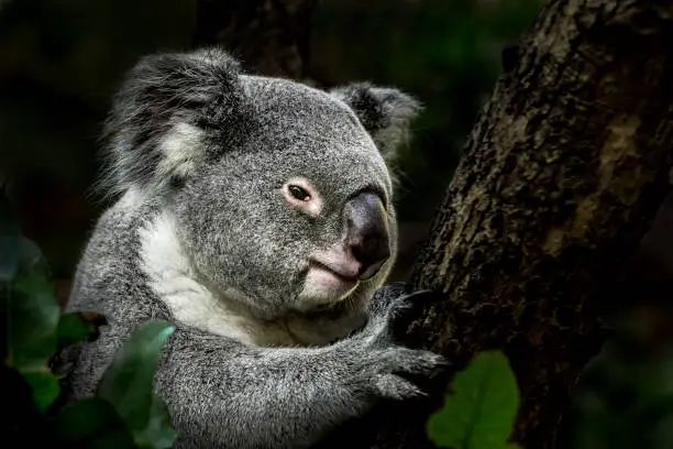 Portrait of koala on eucalyptus tree