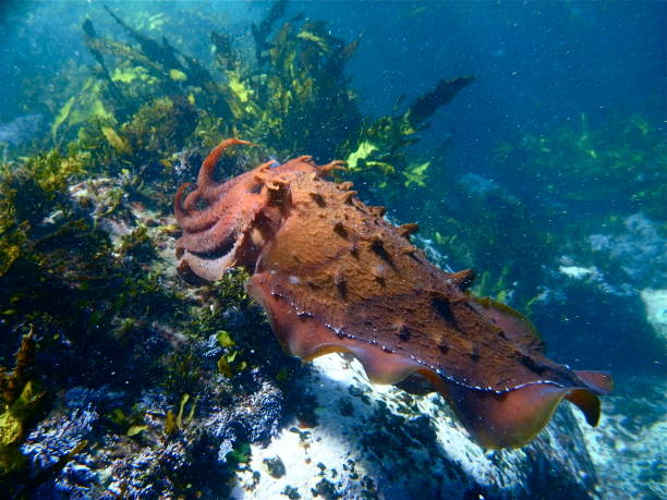 Giant Cuttlefish, Sepia Apama in Sydney Australia stock photo
