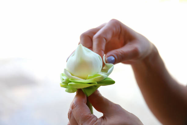 Woman hand is folding white lotus,Fold lotus flower petals garland for buddha