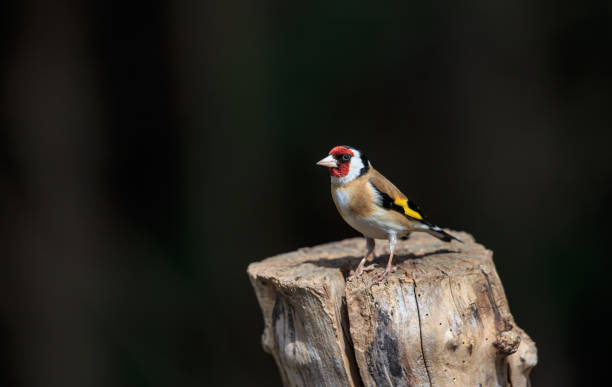 istock An European Goldfinch perched on a stump 992053048
