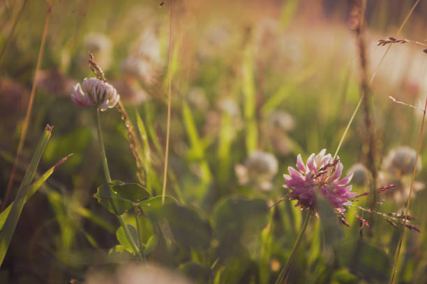 солнцем de озаренное поле - wildflower nobody grass sunlight fotografías e imágenes de stock