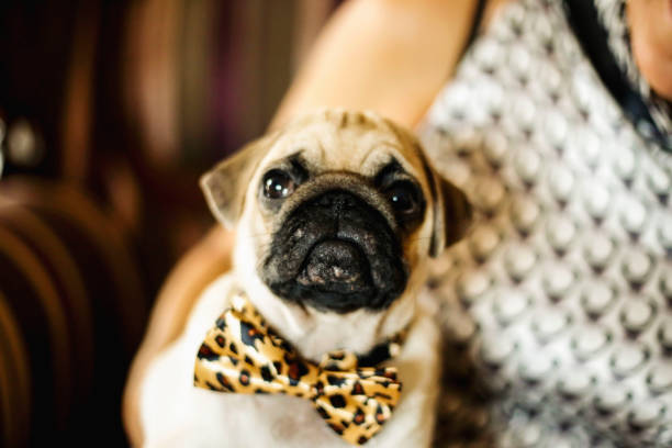 istock Pug dog sitting on women's lap 992057632