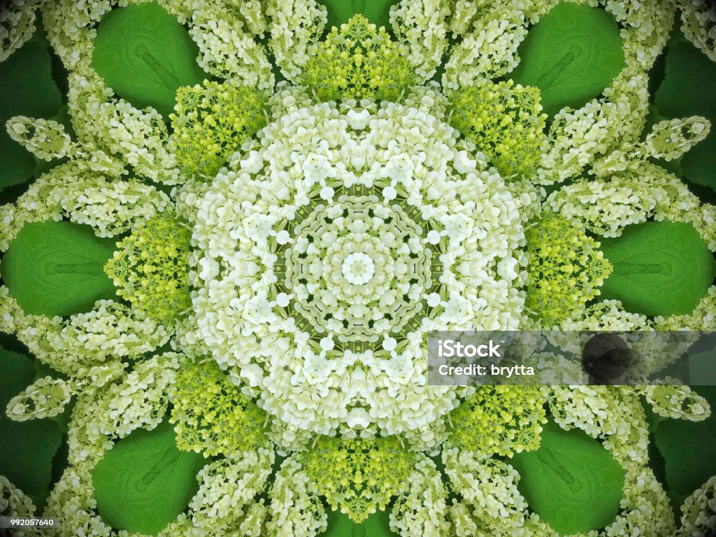 Kaleidoscope  flower pattern High angle view of white hydrangea annabelle  flowers in a kaleidoscope pattern. Flower Stock Photo