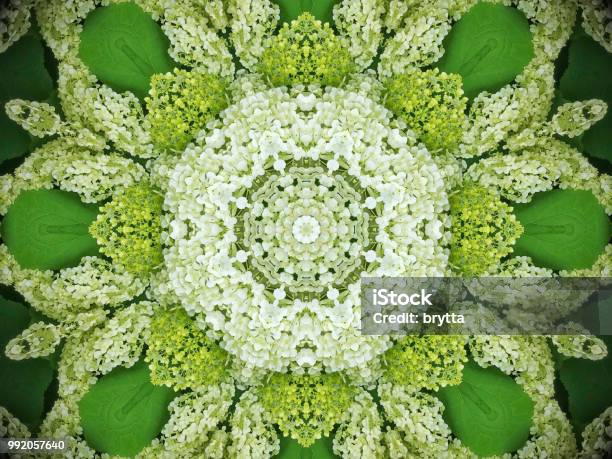 Kaleidoscope Flower Pattern Stock Photo - Download Image Now - Flower, Kaleidoscope Pattern, White Color
