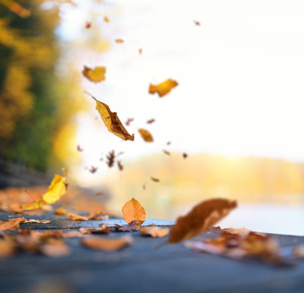 istock Colorful Leaves Falling From The Trees 992057704