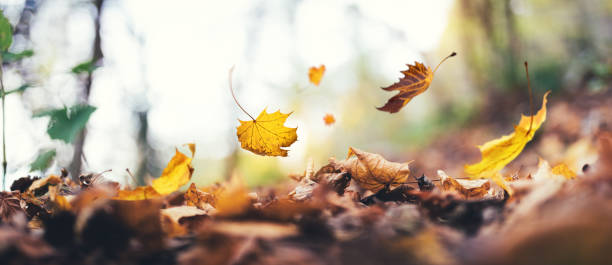 falling from the tree - autumn leaf falling panoramic imagens e fotografias de stock