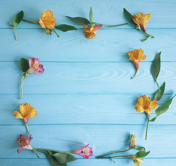 istock flower alstroemeria on a color wooden background, frame 992060712