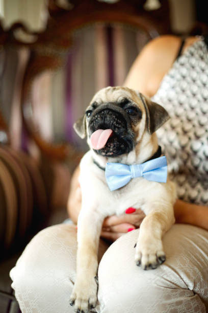 istock Pug dog sitting on women's lap 992061792