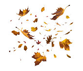 Falling Autumn Leaves On White Background