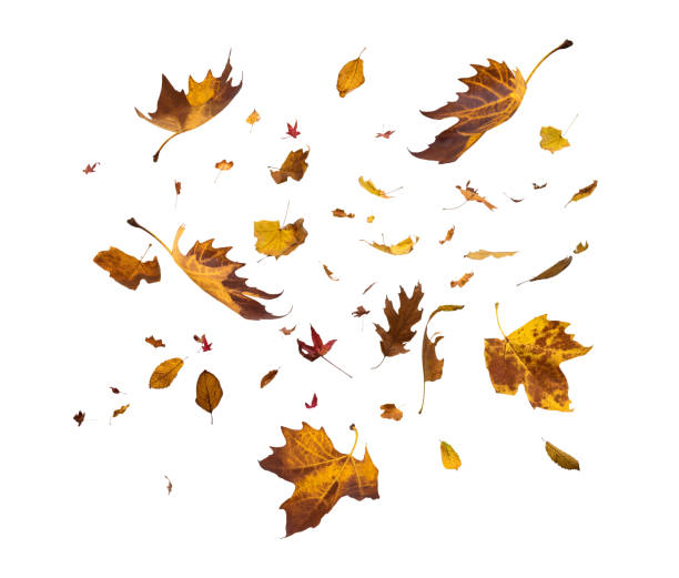 Falling Autumn Leaves On White Background Falling autumn leaves isolated on white background. maple leaf photos stock pictures, royalty-free photos & images