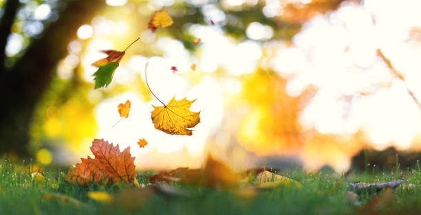 caída de los árboles - november tranquil scene autumn leaf fotografías e imágenes de stock