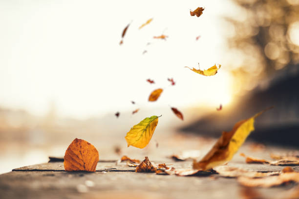 Idyllic Autumn Scene Stock Photo - Download Image Now - Wind, Autumn, Leaf  - iStock