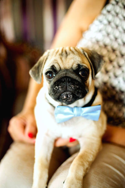 istock Pug dog sitting on women's lap 992065268