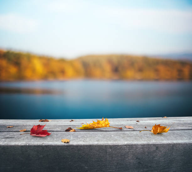 istock Autumn Leaves By The Lake 992066058