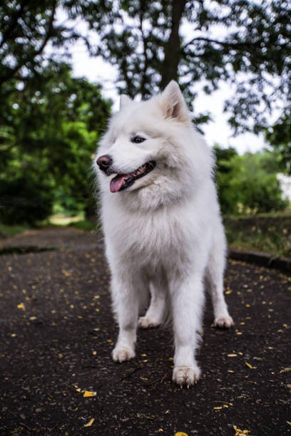 istock beautiful white dog of Samoyed Laika 992066122