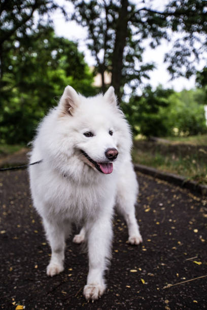 istock beautiful white dog of Samoyed Laika 992066208