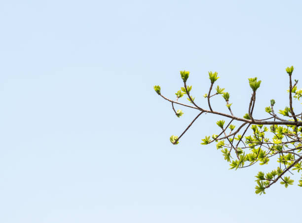 istock Young fresh leaves under the clear blue sky. 992066284