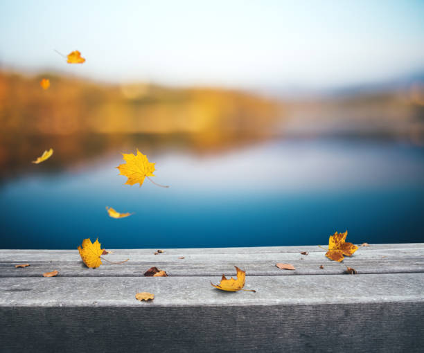 Colorful autumn background with falling leaves by the lake.