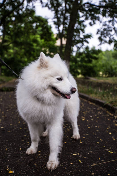 istock beautiful white dog of Samoyed Laika 992069116