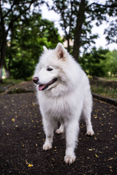 istock beautiful white dog of Samoyed Laika 992070052