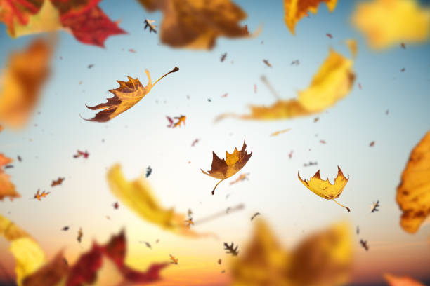 caída de las hojas - november tranquil scene autumn leaf fotografías e imágenes de stock