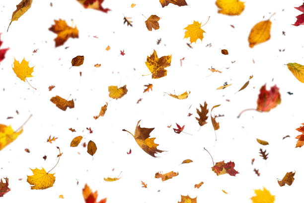 caída de las hojas en fondo blanco - autumn leaf falling wind fotografías e imágenes de stock
