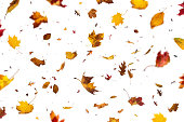 Falling Leaves On White Background