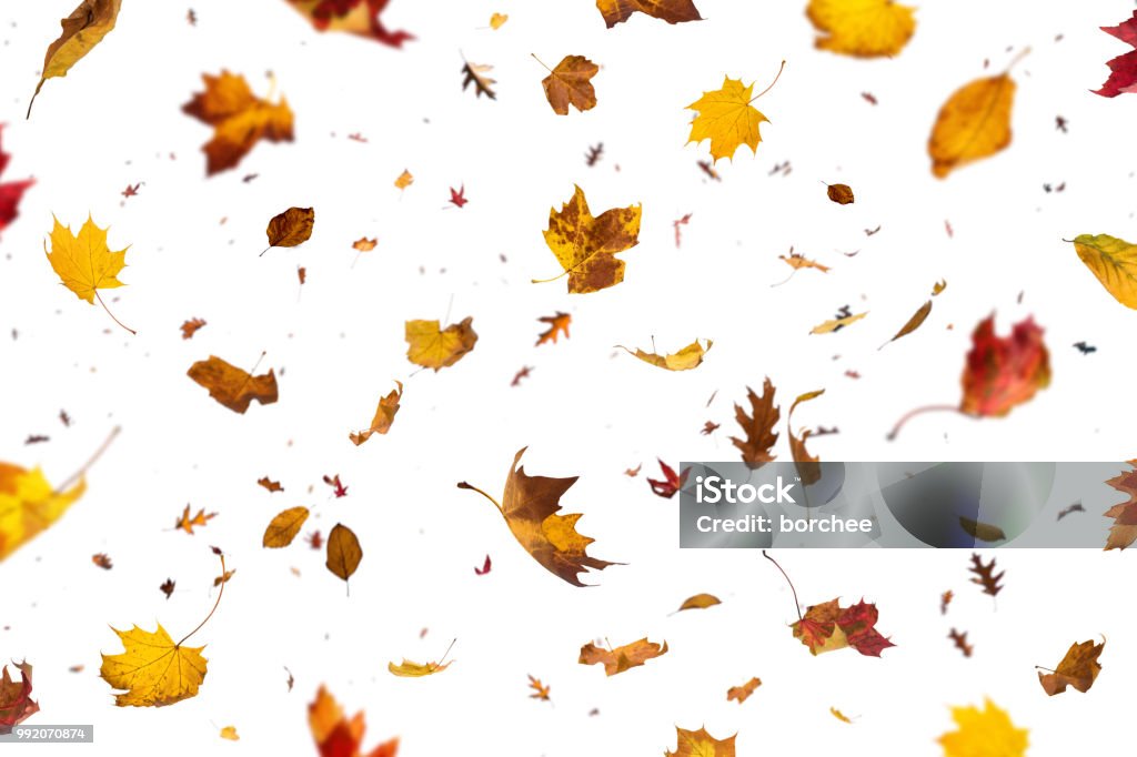 Falling Leaves On White Background Falling autumn leaves isolated on white background. Leaf Stock Photo