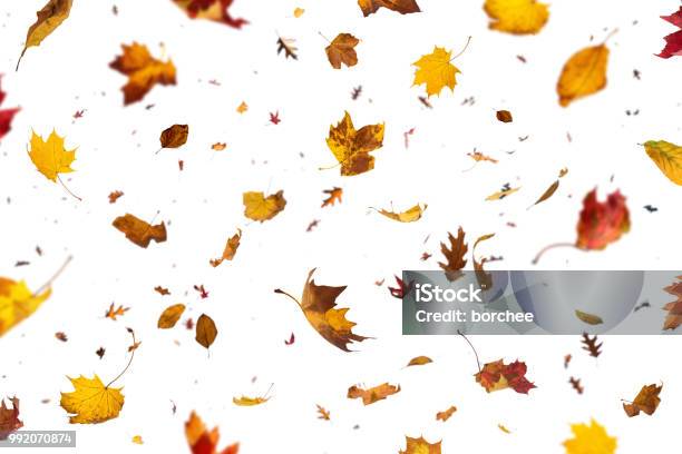 Falling Leaves On White Background Stock Photo - Download Image Now - Leaf, Falling, Autumn Leaf Color