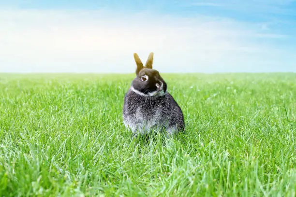 Little black rabbit on the spring field. Netherland Dwarf Rabbit. Grass and sky background. Easter background.