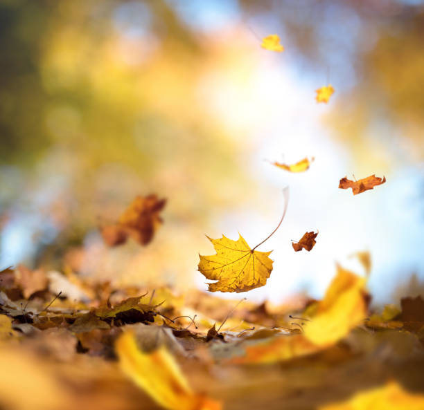 idílica otoño - november tranquil scene autumn leaf fotografías e imágenes de stock