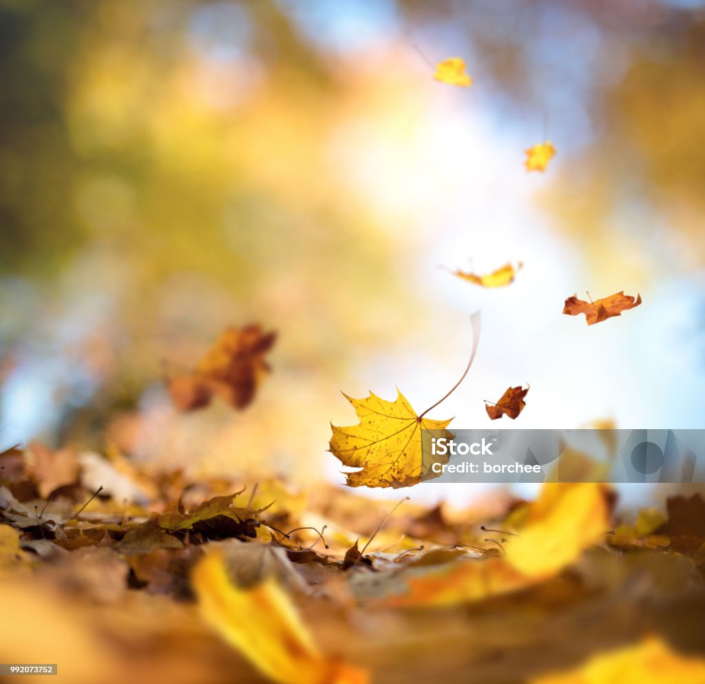 L'Automne paradisiaque - Photo de Feuillage automnal libre de droits