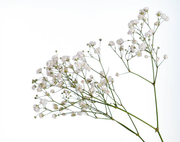 Closeup of small white gypsophila flowers isolated on white Closeup of small white gypsophila flowers isolated on white. Aka Babys breath. gypsophila stock pictures, royalty-free photos & images