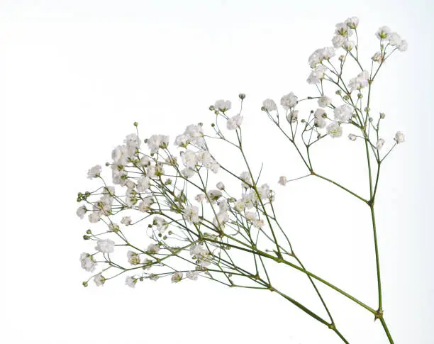 Closeup of small white gypsophila flowers isolated on white. Aka Babys breath.