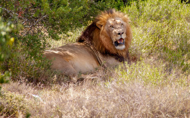 Lion 2, South Africa
