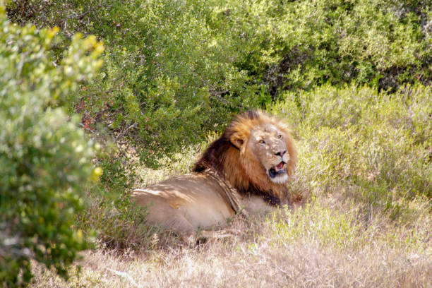 lion 3, южно-африканская республика - addo elephant national park фотографии стоковые фото и изображения