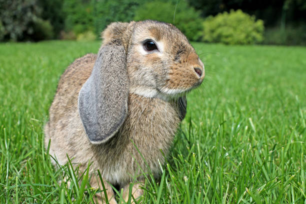 istock Brown Lop-earred rabbit on green grass. 992075180