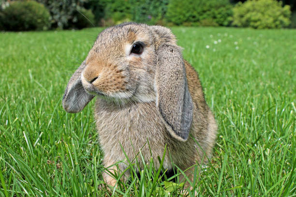 istock Brown Lop-earred rabbit on green grass. 992075312