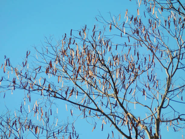 istock Silhouette of leafless tree with seeds in hanging pods 992075486