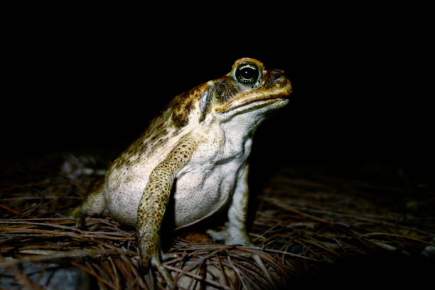 istock Cane Toad, Rhinella Marina in Bundaberg, Queensland, Australia 992079458